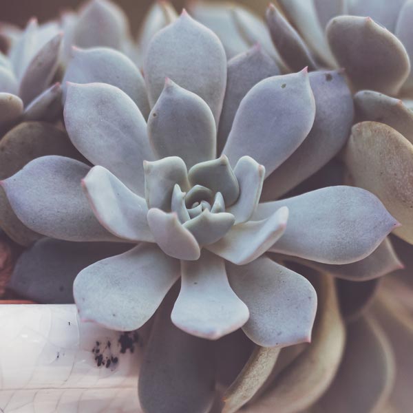 Clinical Supervision Clinical Supervision