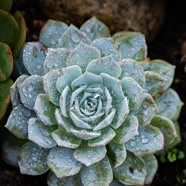 Individual Therapy Individual Therapy