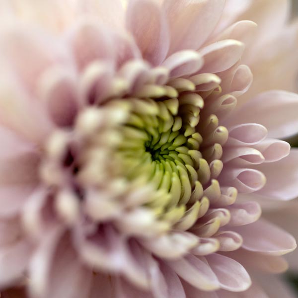 Psychiatric Diagnostic Evaluations Psychiatric Diagnostic<br />
Evaluations