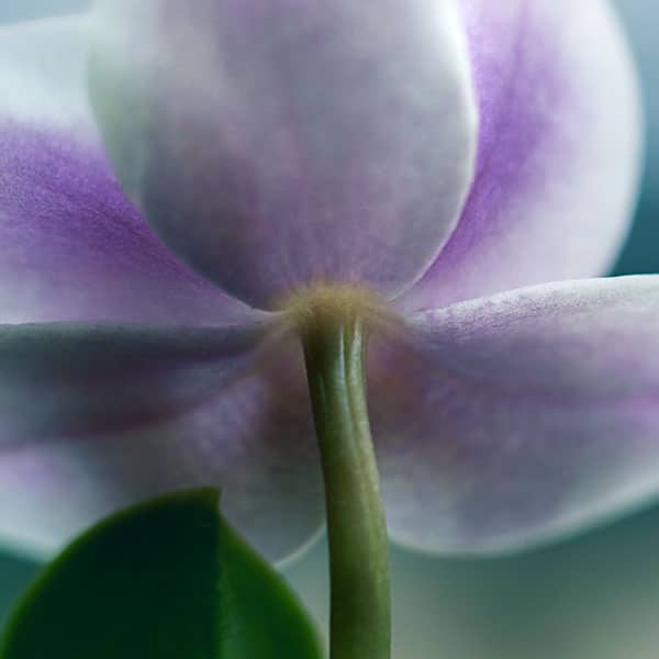 Group Therapy Group Therapy